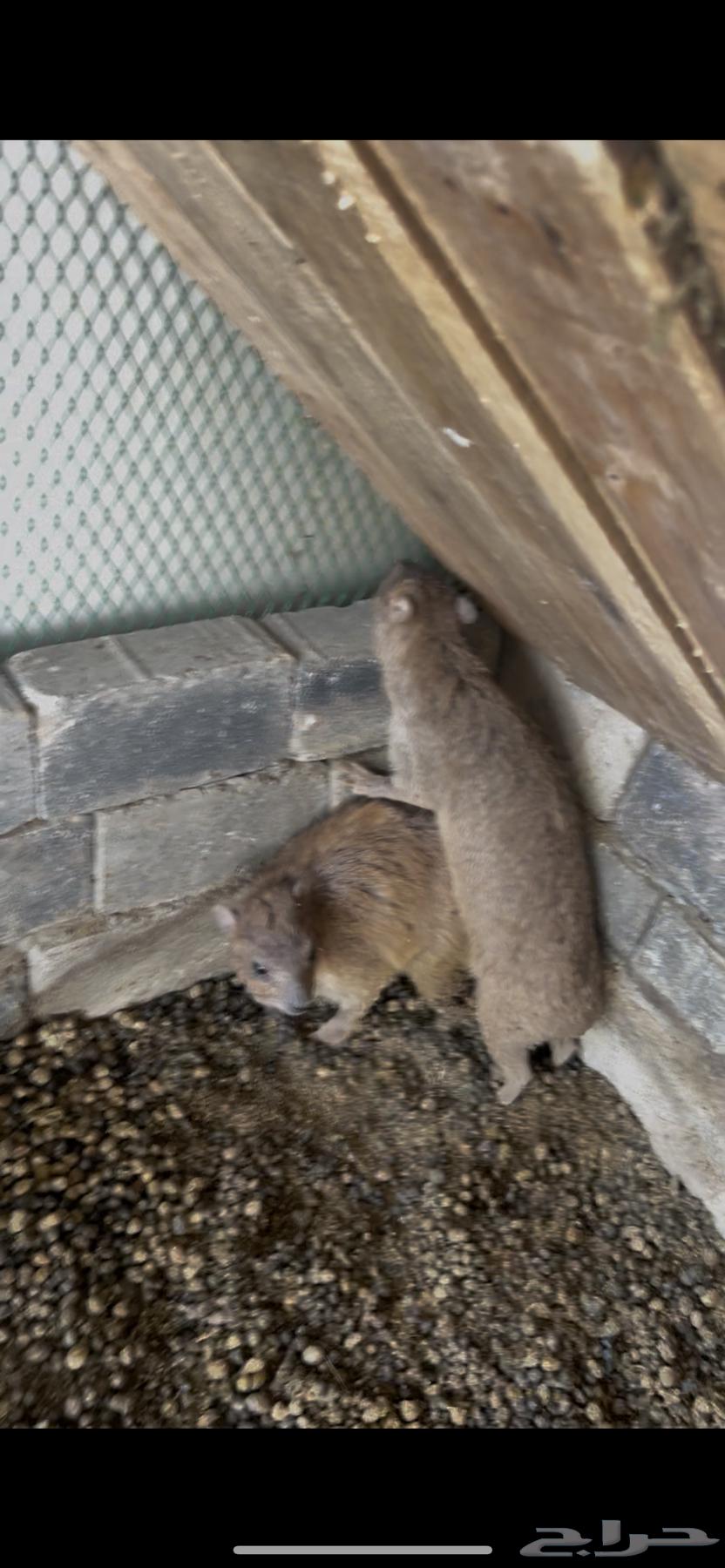 وبران بريه نجديه64362226410627111