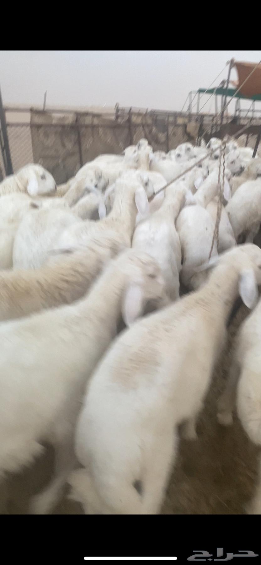 للبيع بهم حري العدد70 ورخال10 الموقع شمال عفيف العمر 5شهور64359937283331111