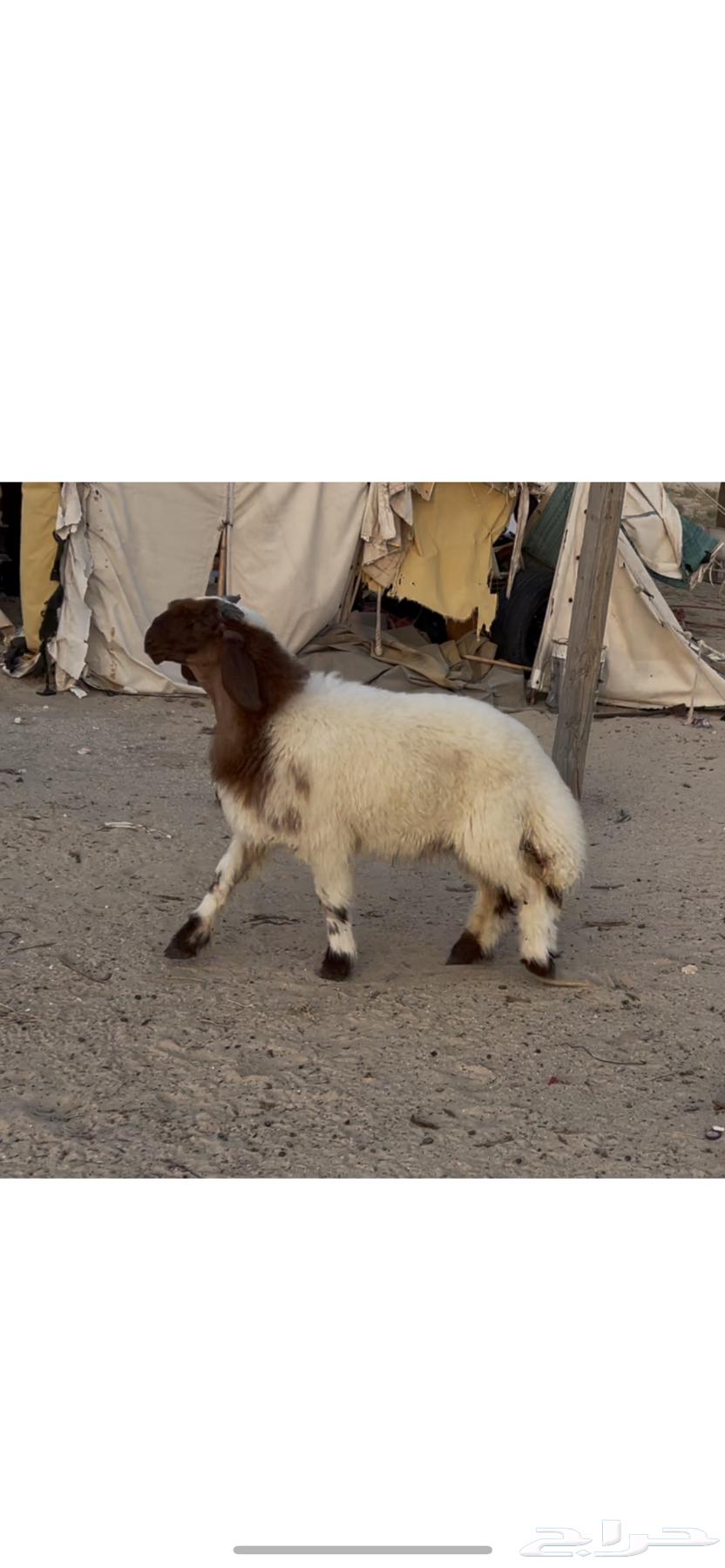 Naeem Saif's Stud Project64349923793027111