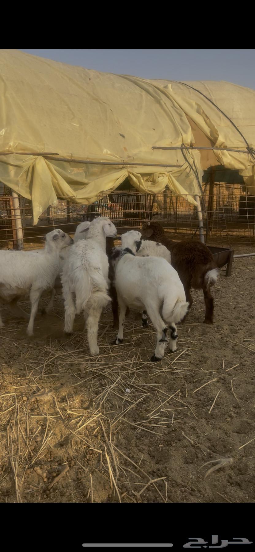 عروض المراح بالخرج.. خرفان مهاجين طيبة وجبارة64358885974530110