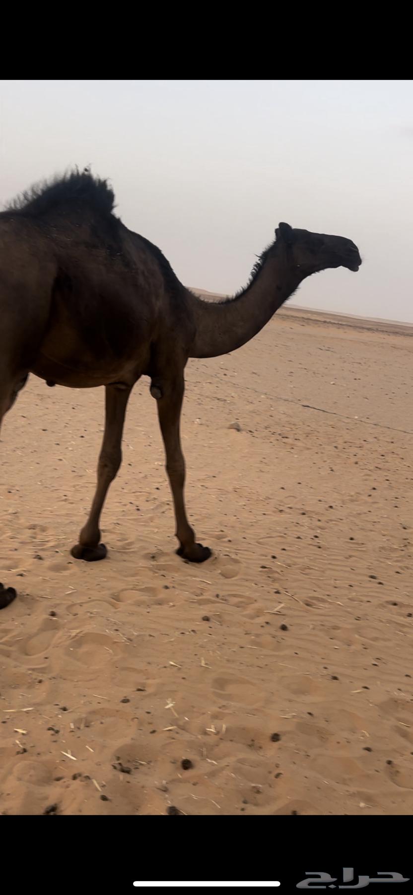 قعود مجهم مفرود يحقق64353795442562110