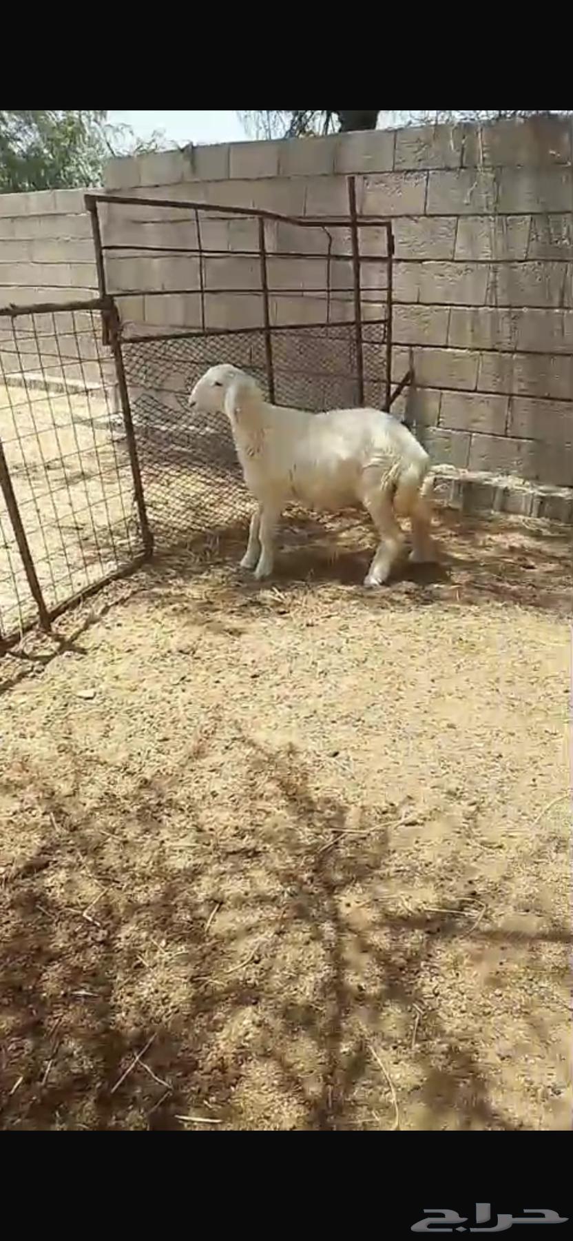 رخل للبيع64355289935491110