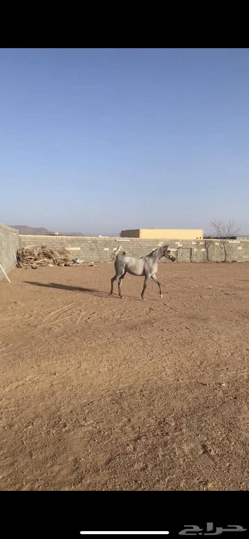 Mahrat Kafou64360200376578114