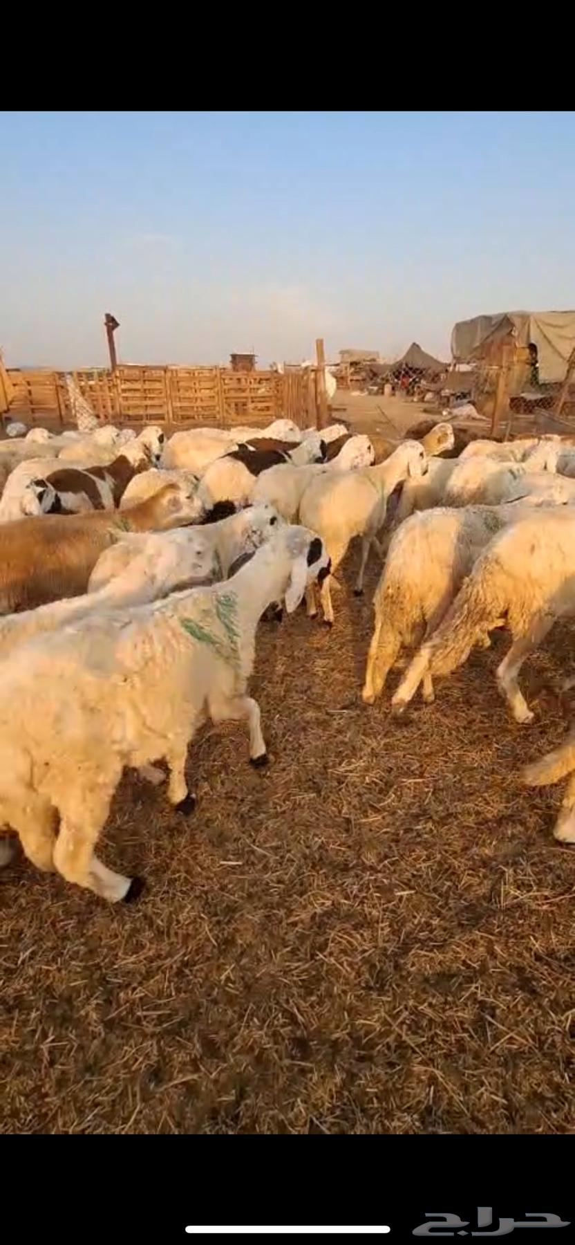 طليان سواكن تربيه لها شهر فالسعوديه ماخذه جميع التحصينات64358957831043110