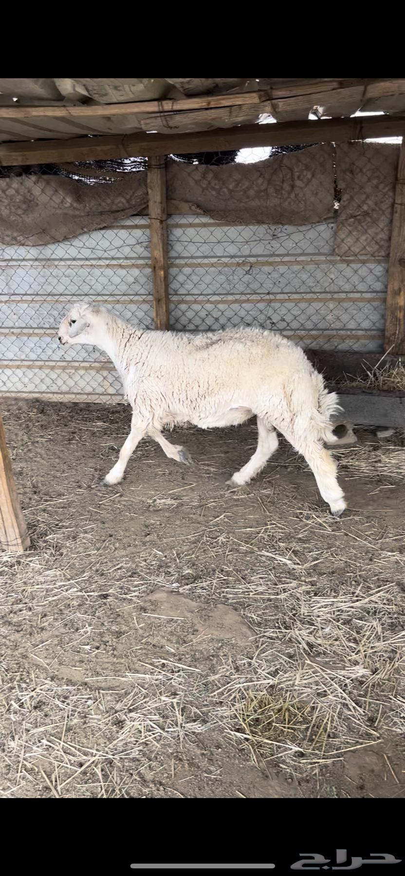 طلي جذع64352612935042110