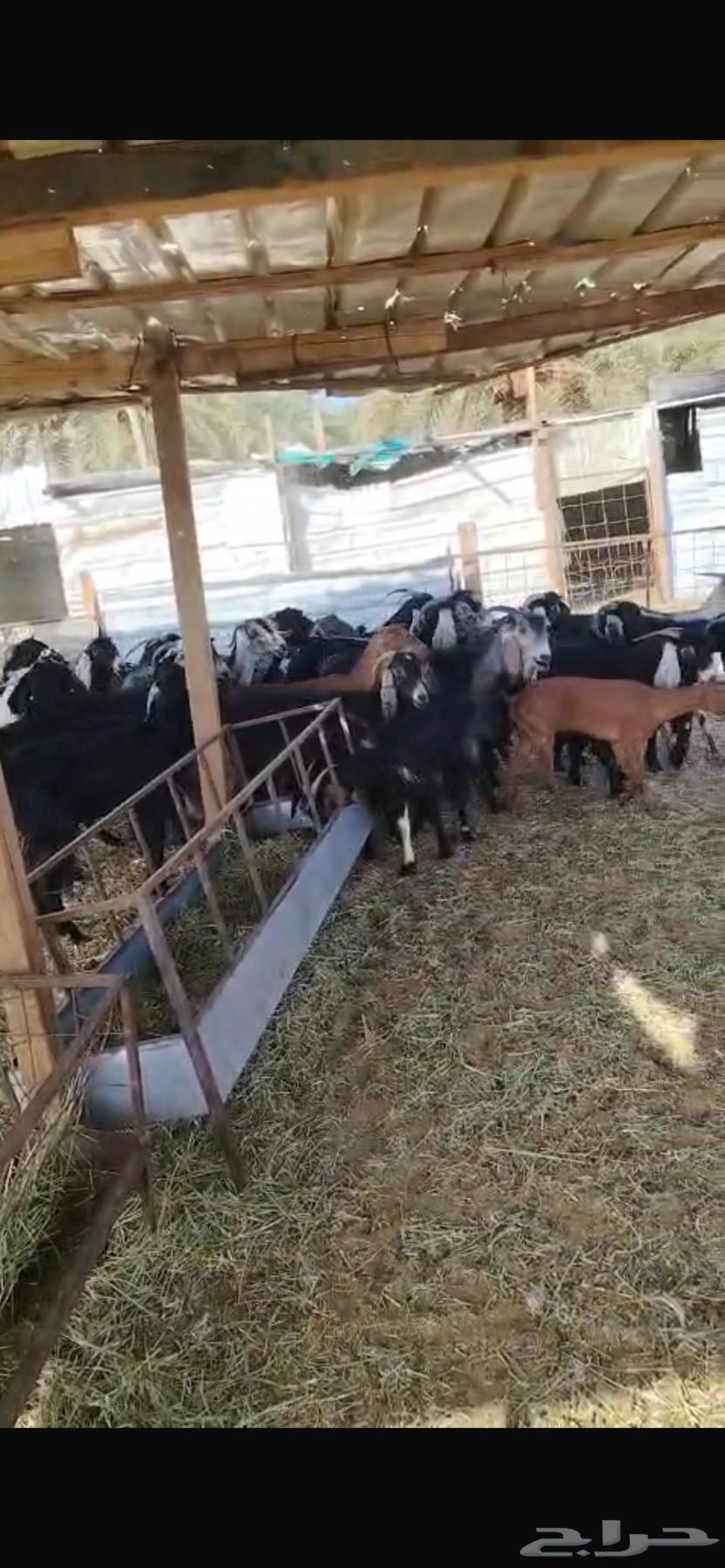 Goats64353706555011111