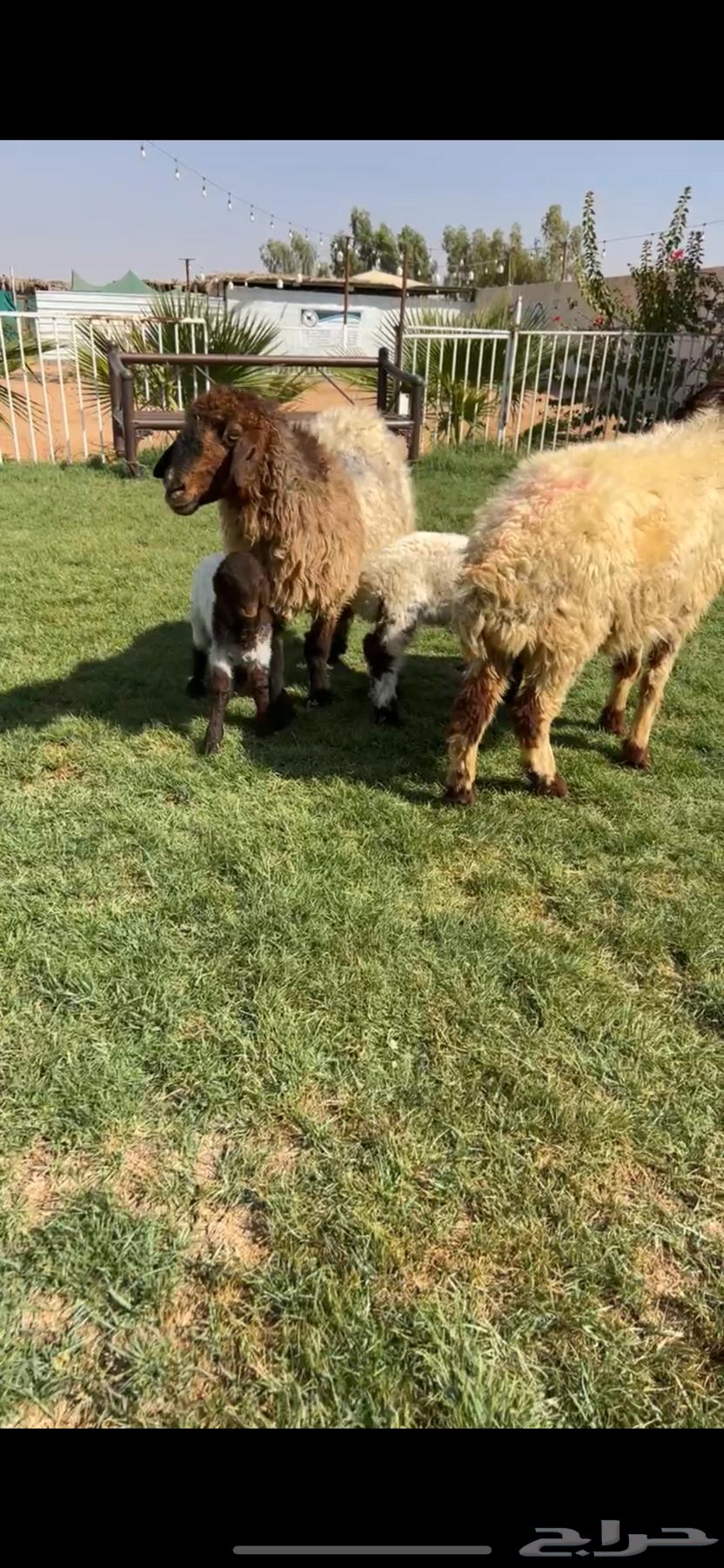 للبيع شياه نعيم مواليد64354341556993110