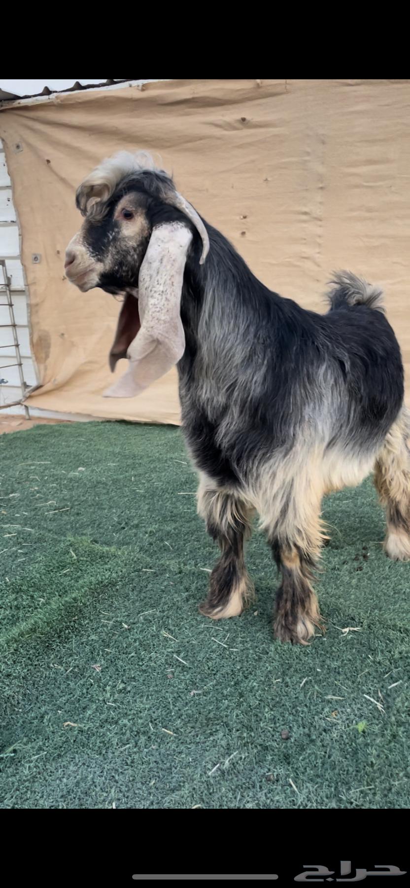 تيس عارض خصم جذع فاخر لهوات الصنف64349066936707110