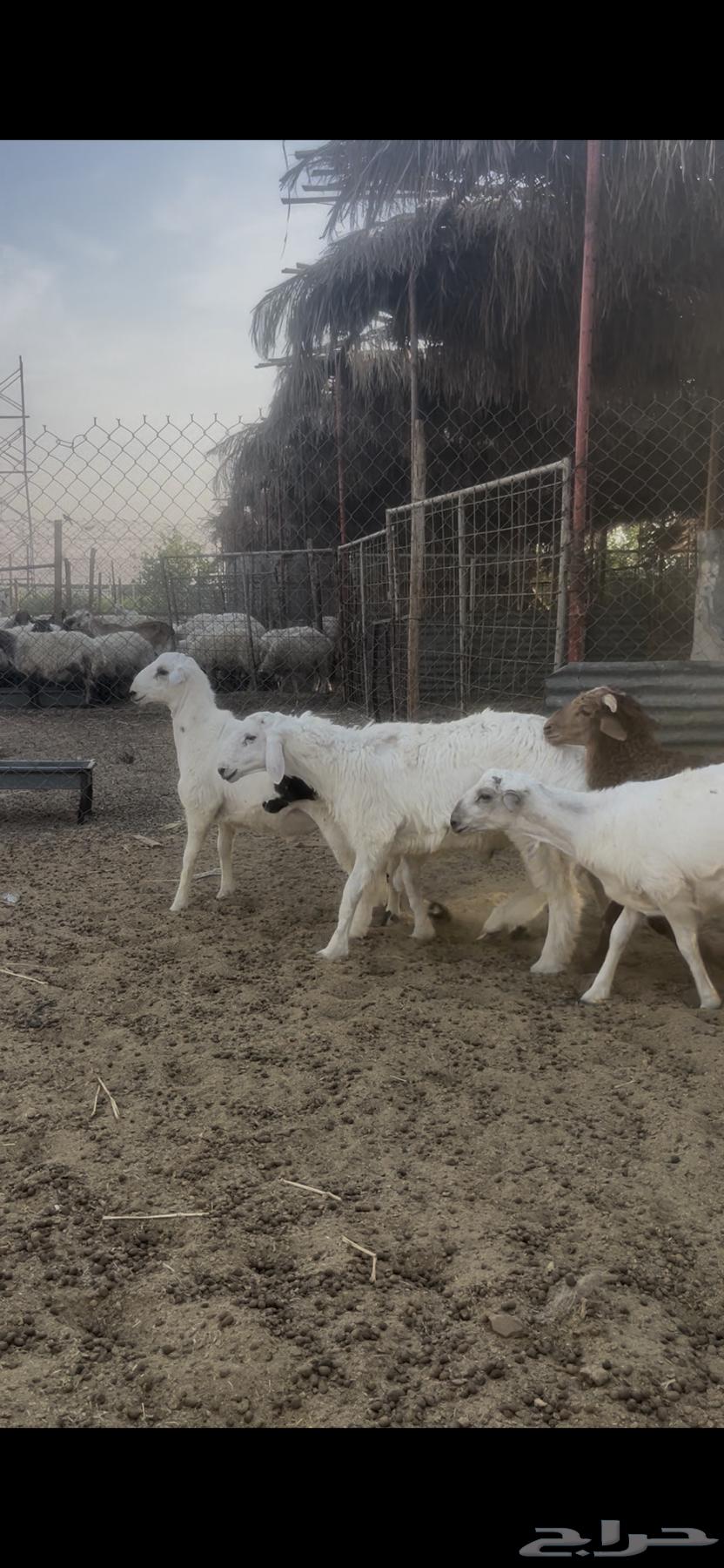 عروض المراح بالخرج.. خرفان مهاجين طيبة وجبارة64358885974530114