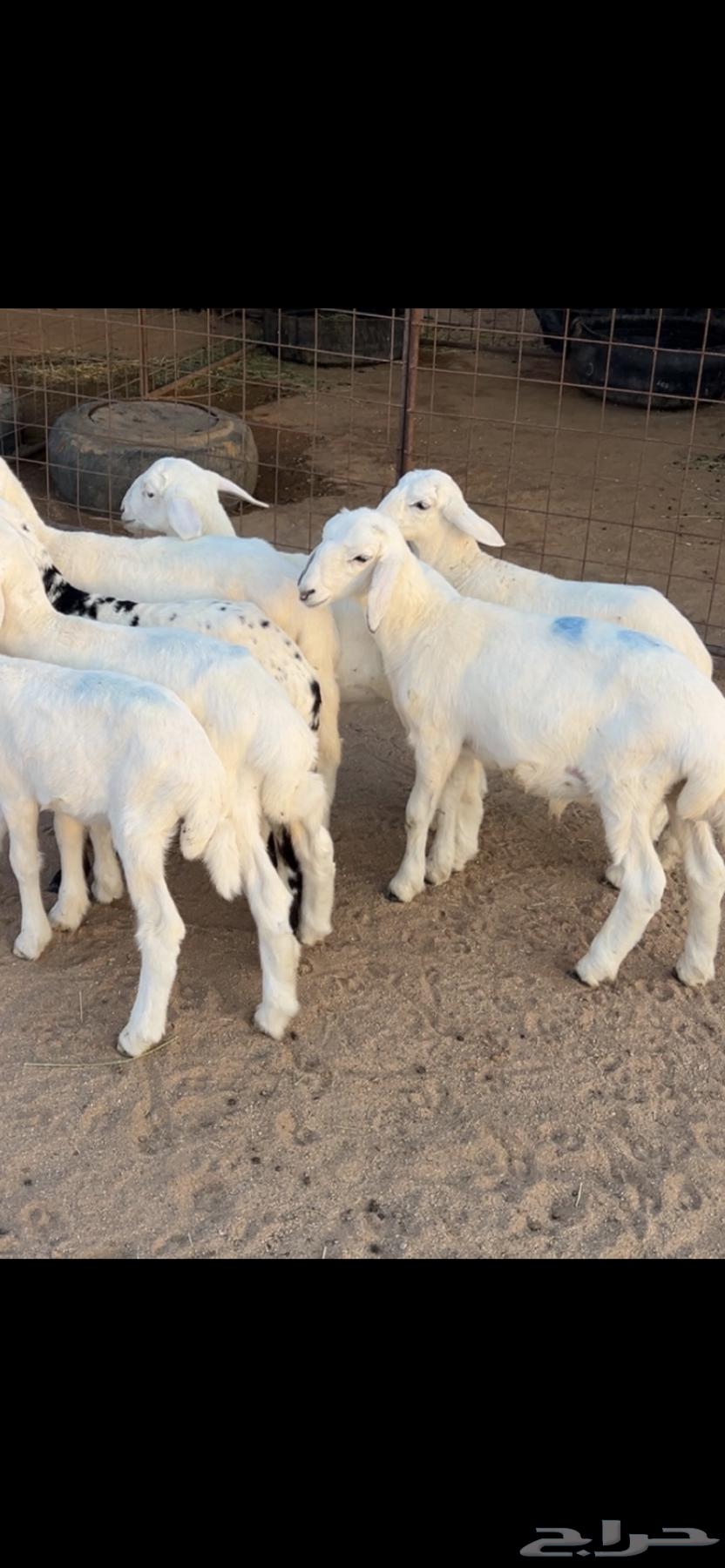 بهم حري للبيع64353810201219110