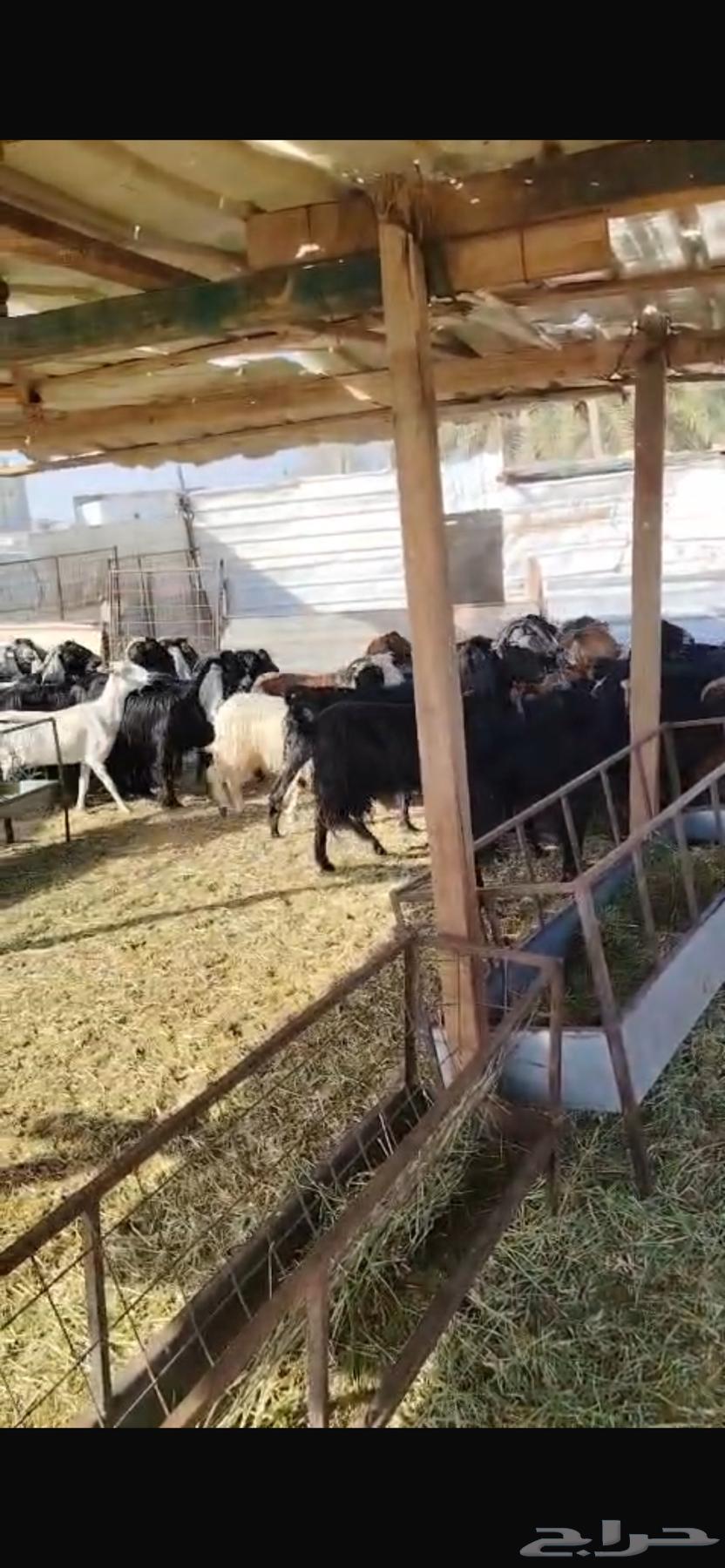 Goats64353706555011113