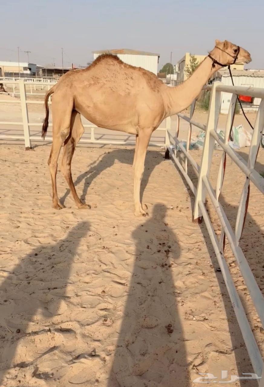 Share in a mare named Jamood Abid Salman Al-Dawsari64361816625539110