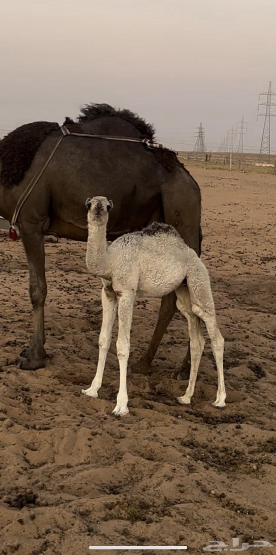 للبيع الخلفه ام البكره64353736389891111