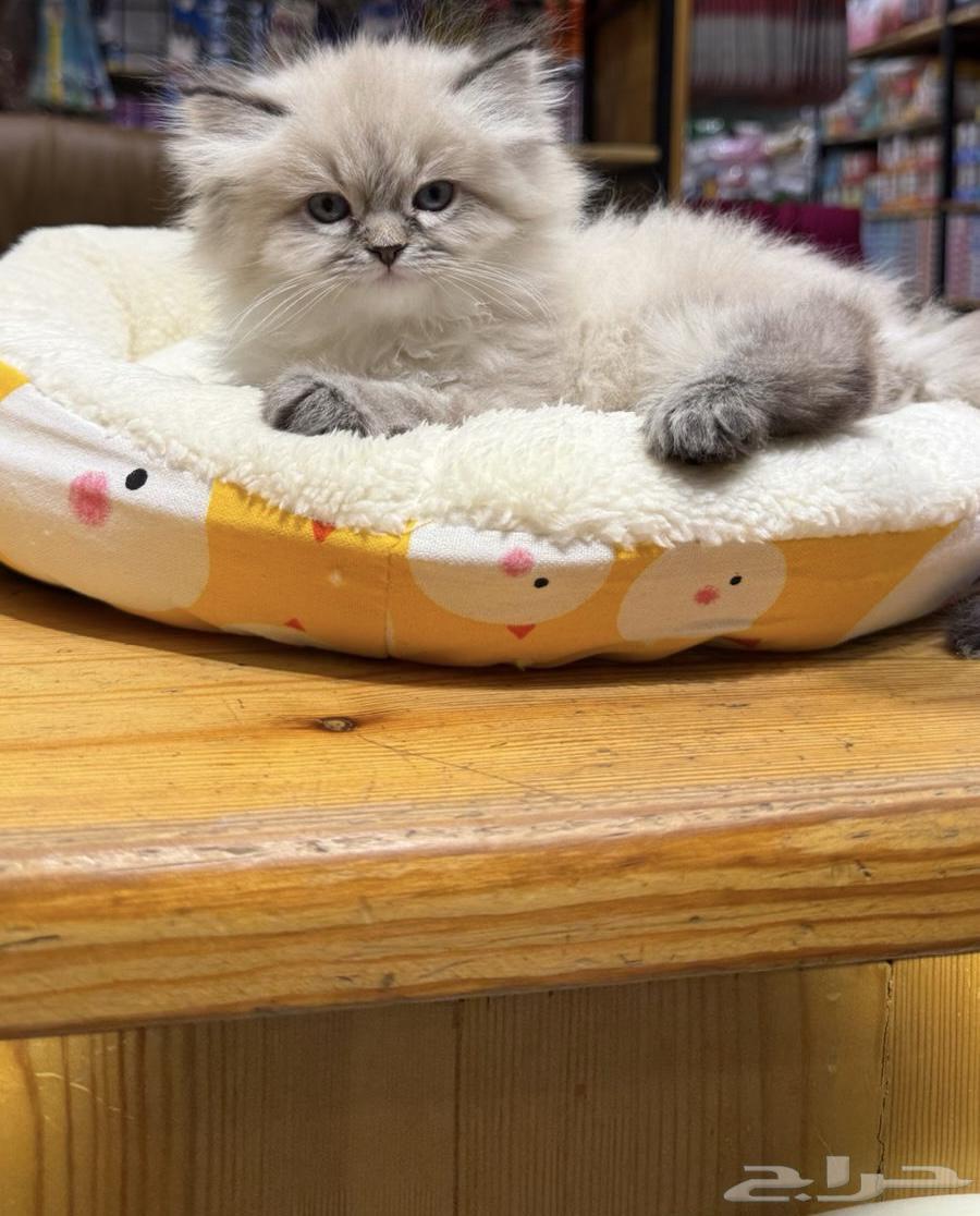 كيتن هملايا64358900413442113