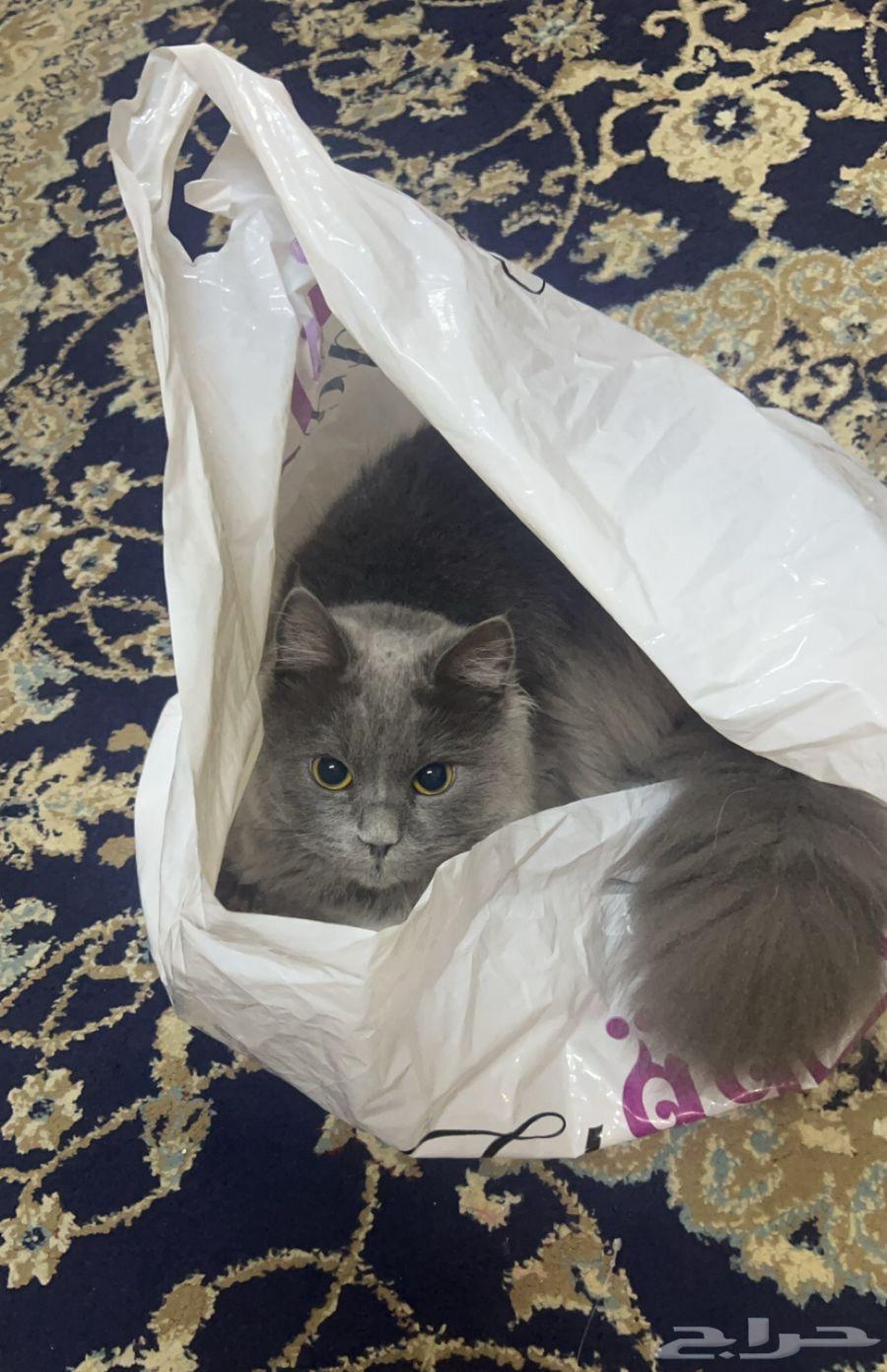 قط شيرازي ذكر للبيع64359951886210110