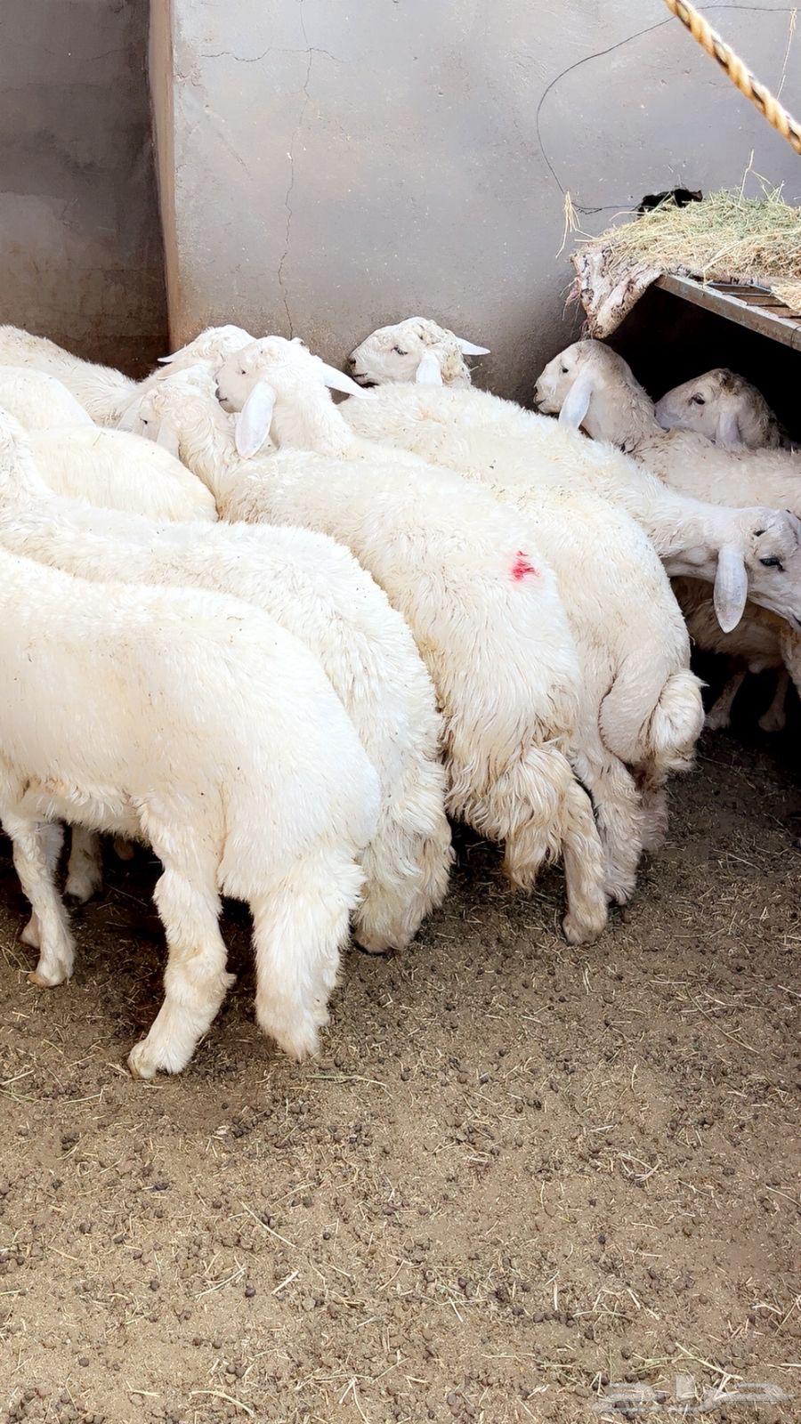 طليان حري64356704435971111