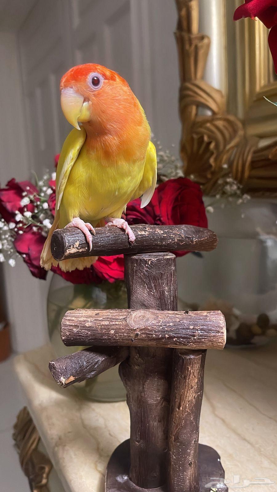 للبيع ببغاء الروز الأليف64362044767874113