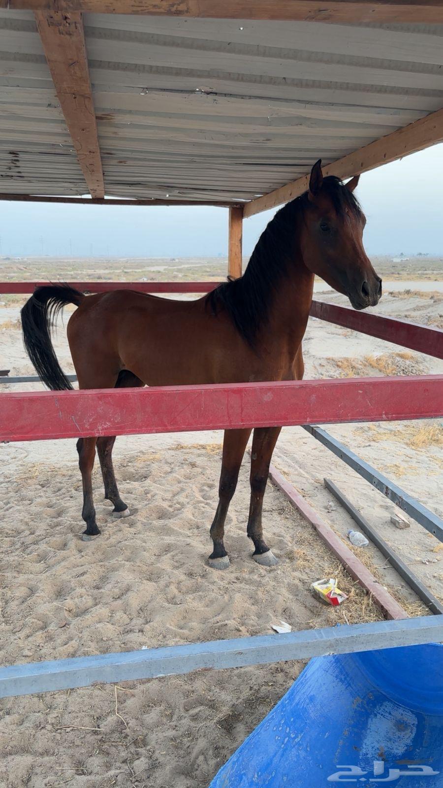 حصان واهو64356777480193110