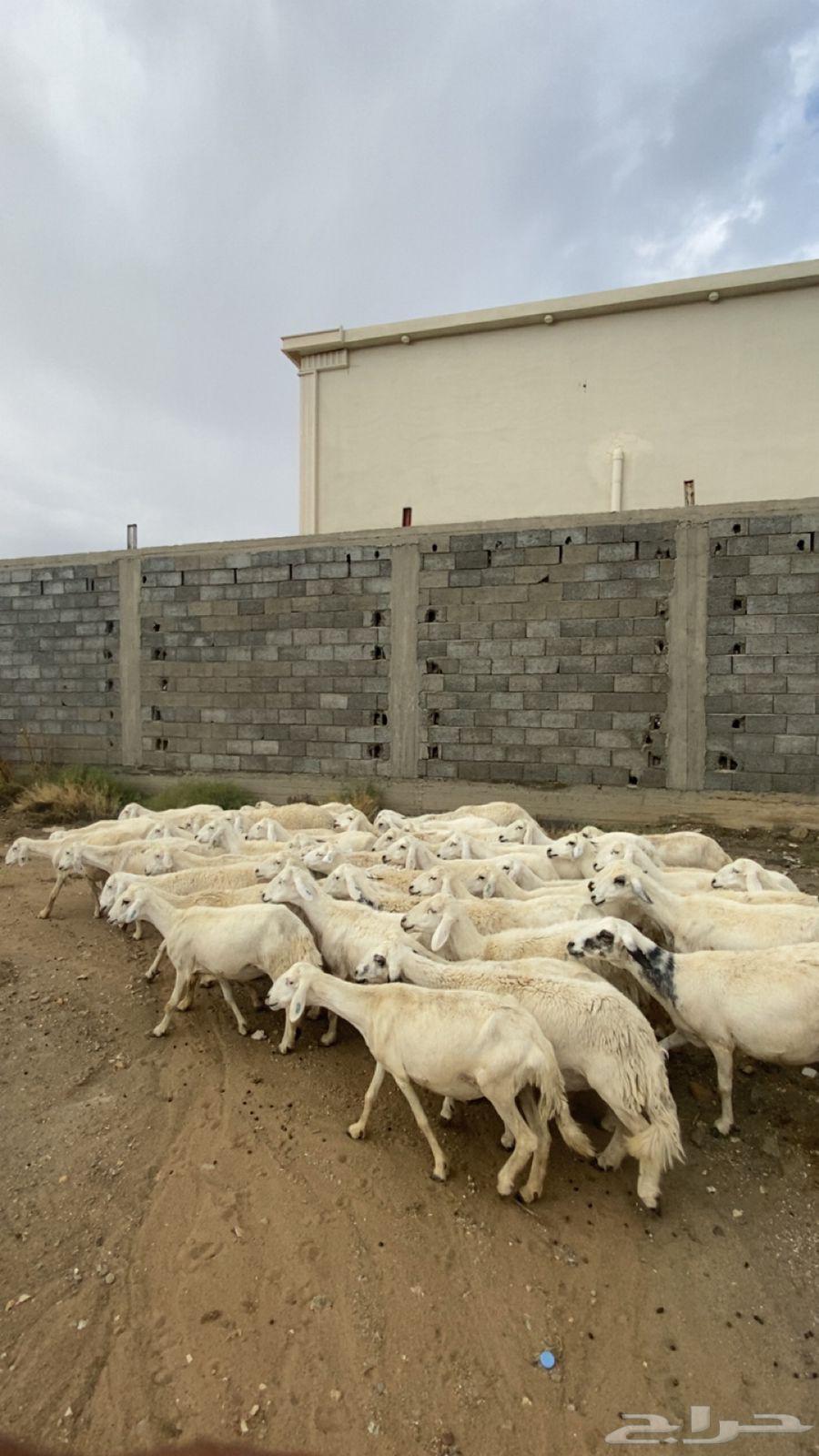 Sheep for sale, reliable, quantity 4664357689034371110