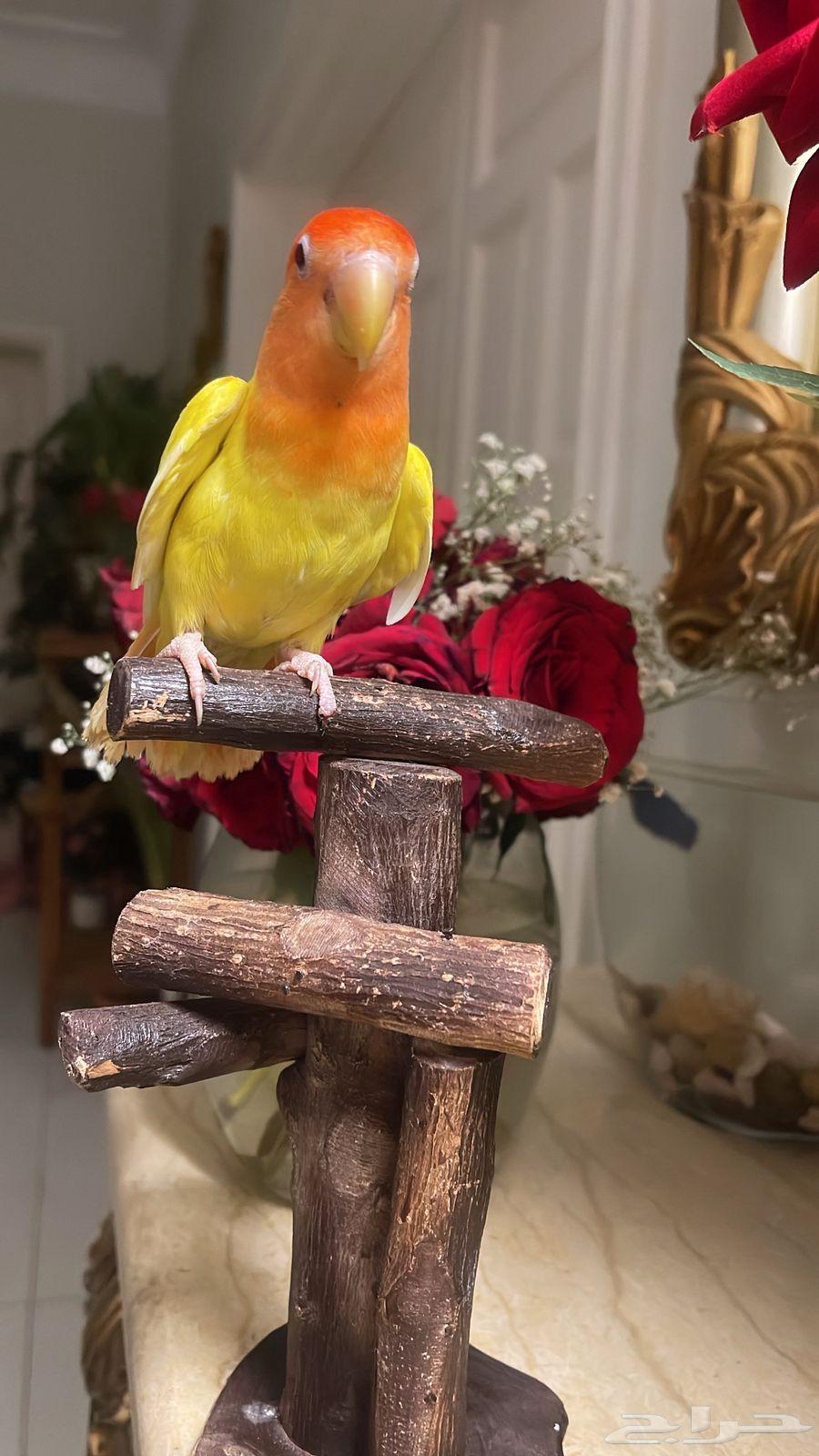 للبيع ببغاء الروز الأليف64362044767874112
