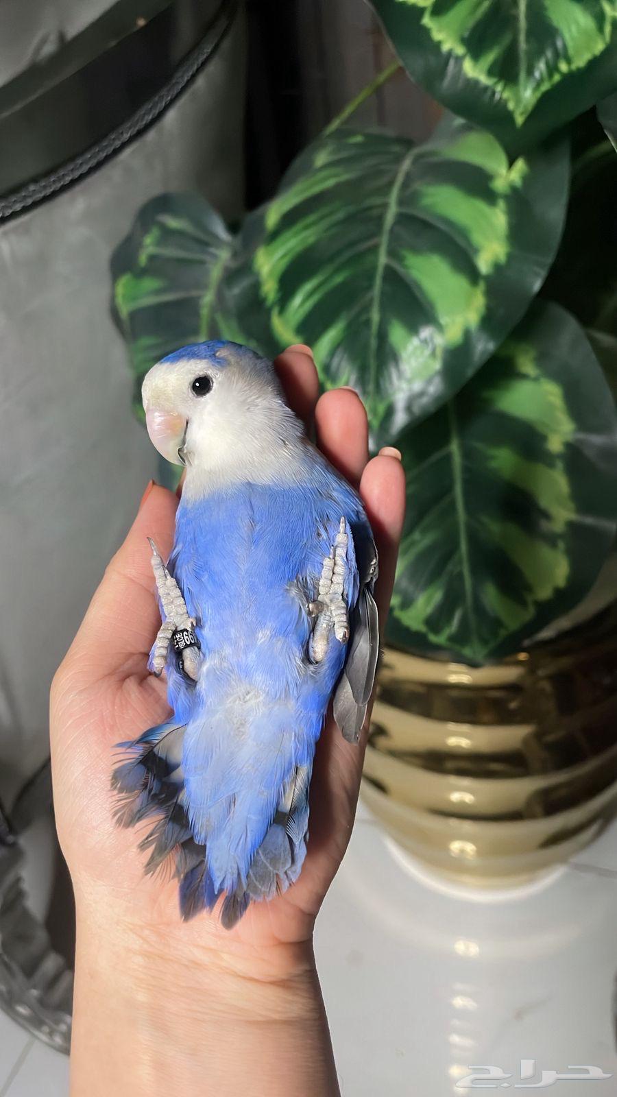 ببغاء هدد64360856002562112