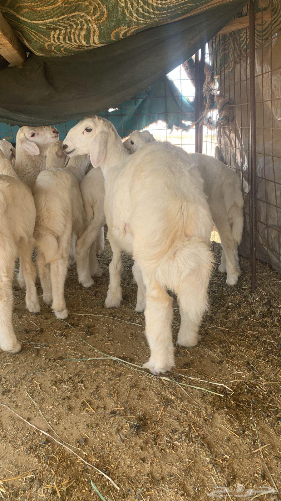 بهم64352597629569111