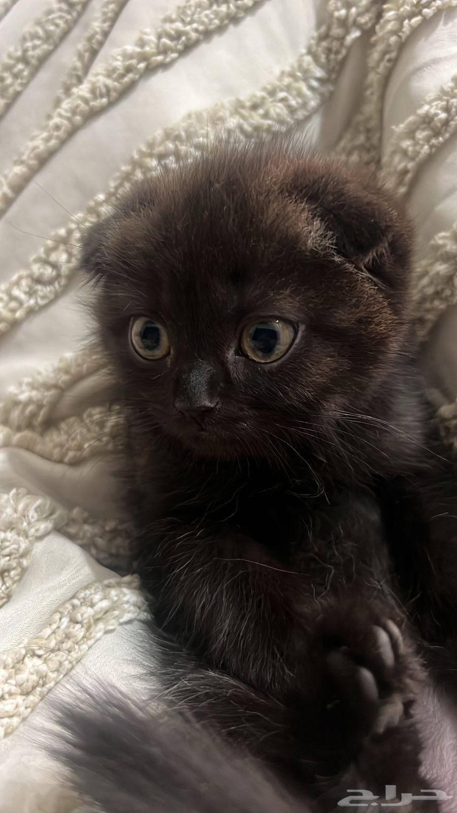 قط سكوتش فولد للبيع64362013781889112