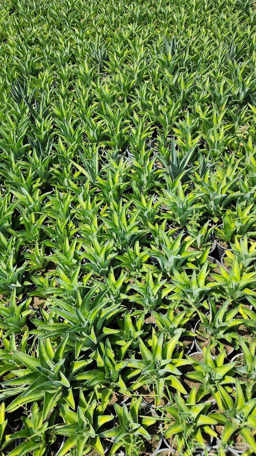 Trees-Saplings64352001851778113