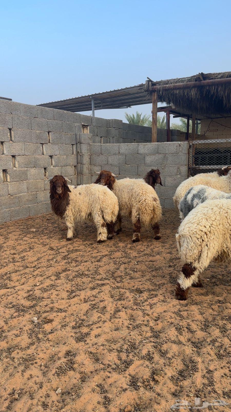 Naeem's Slaughtered Goats64357965837441112