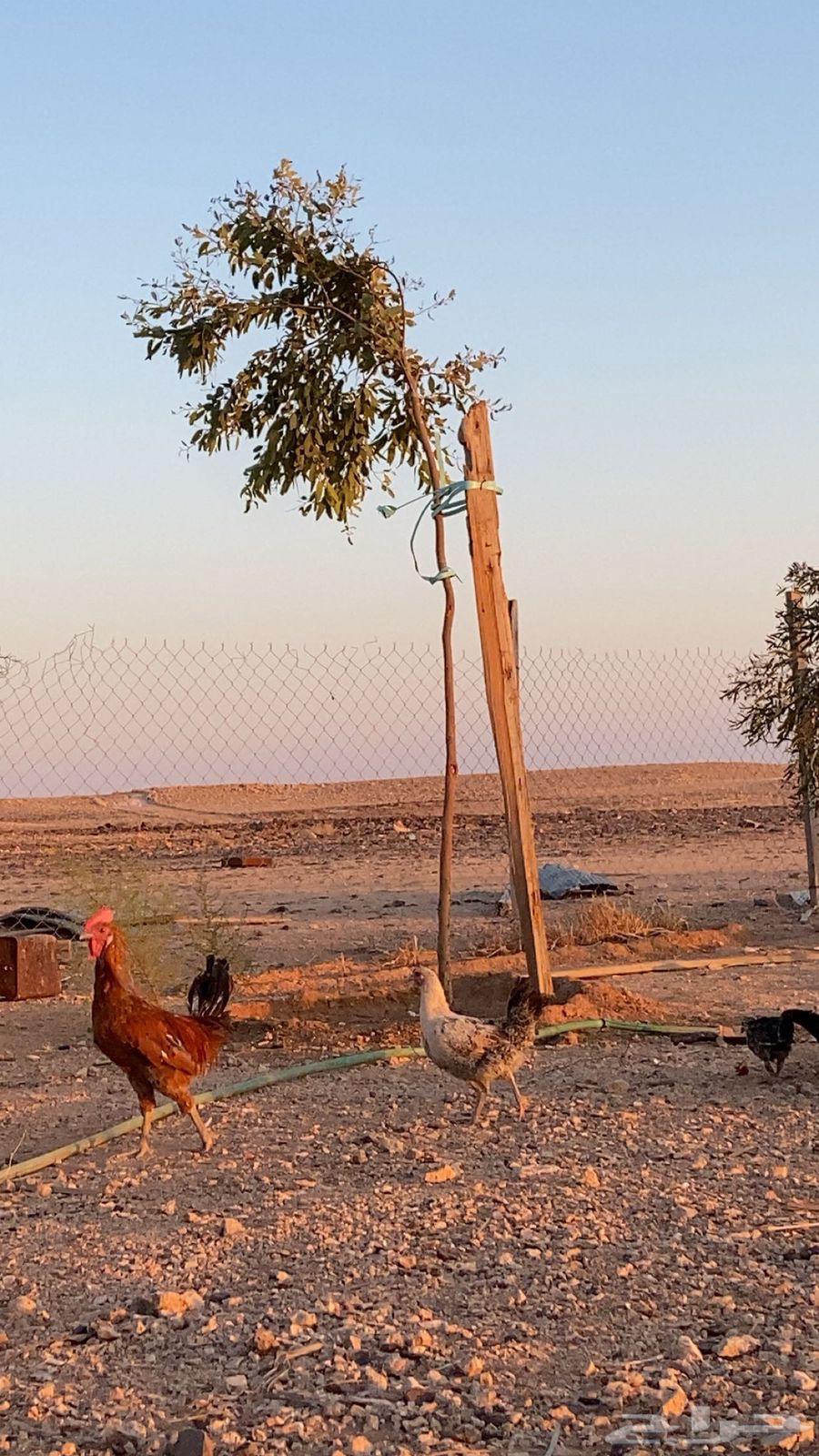 للبيع ديك64350749123714110