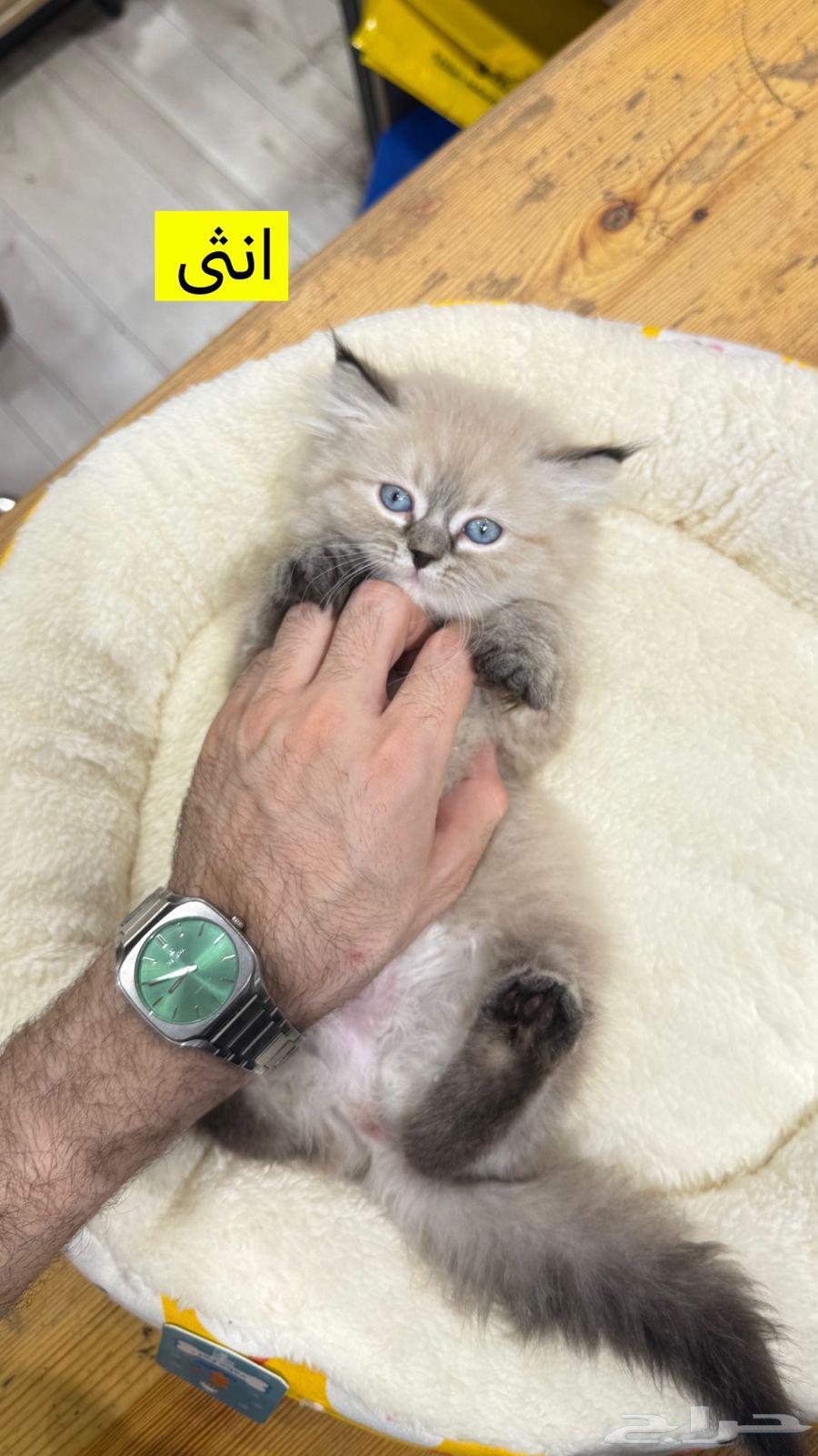 كيتن هملايا64358900413442114