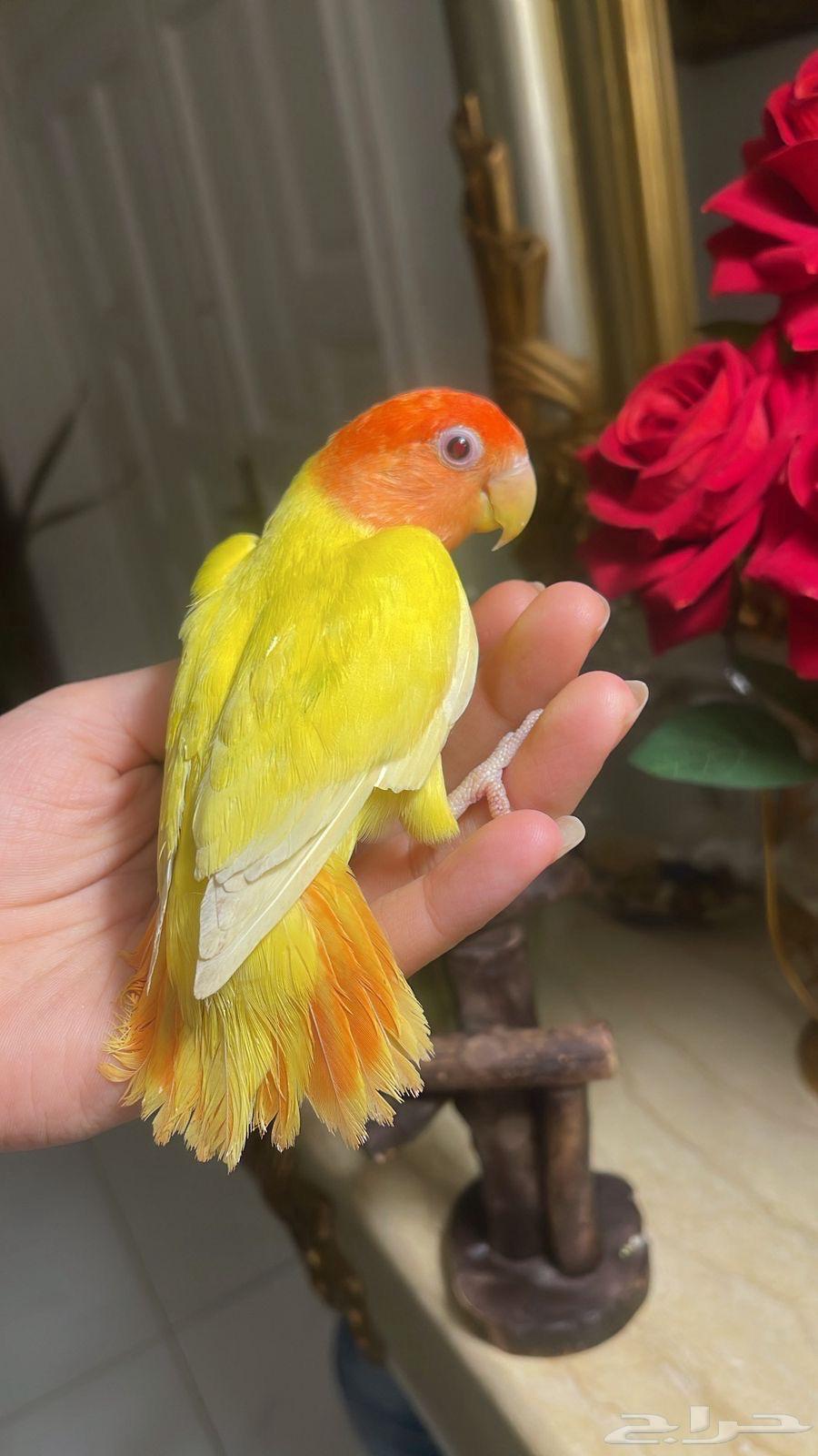 للبيع ببغاء الروز الأليف64362044767874111