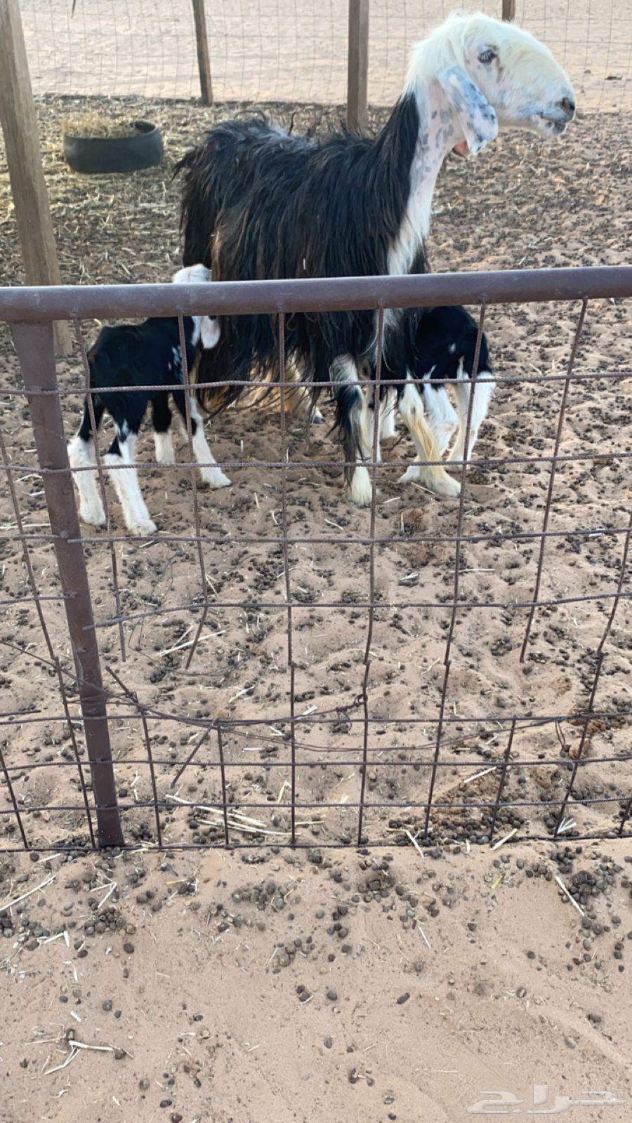 للبيع نجديه معه 264359879301506110