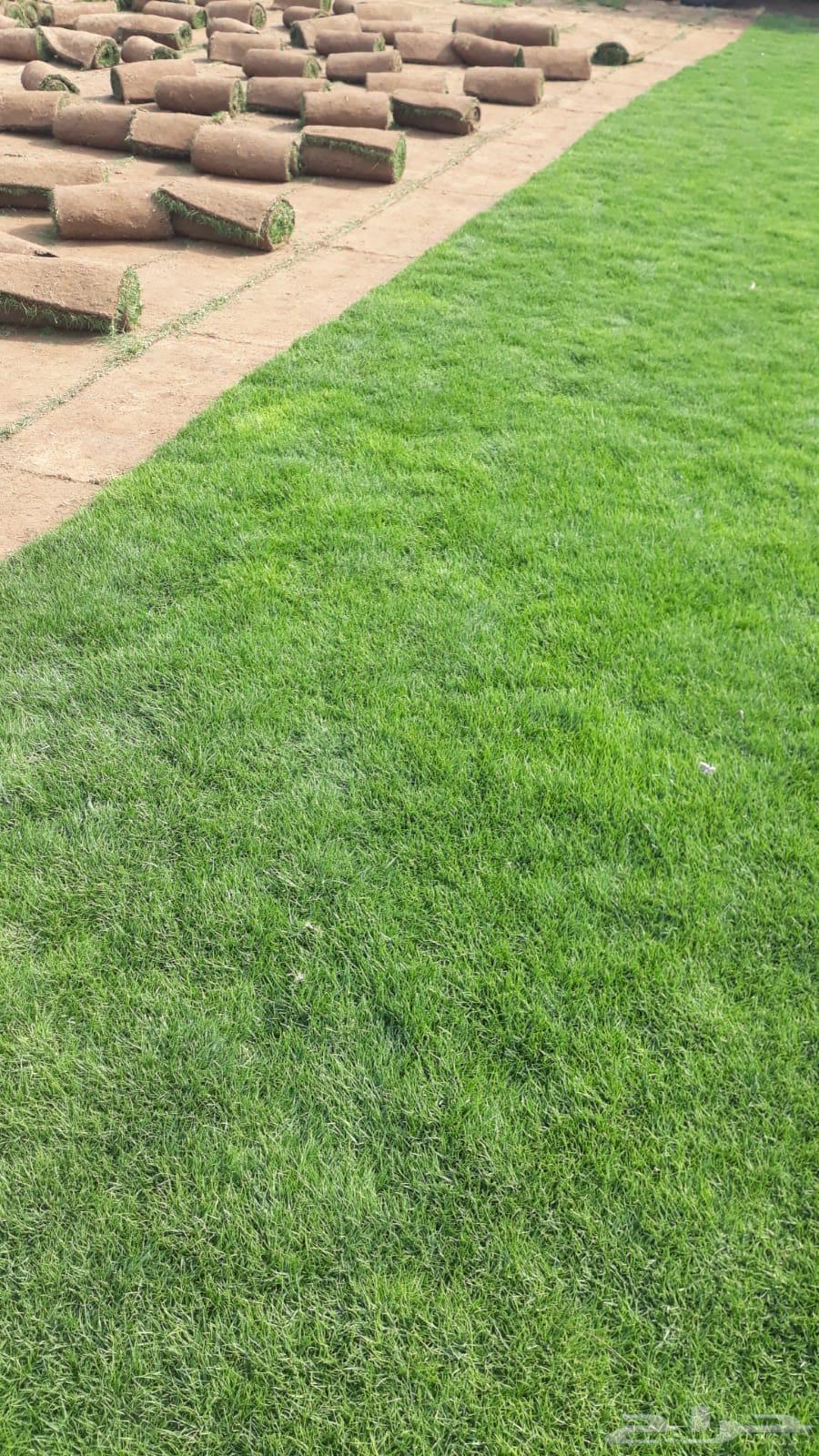 للبيع نجيله خضراء64352883336579114