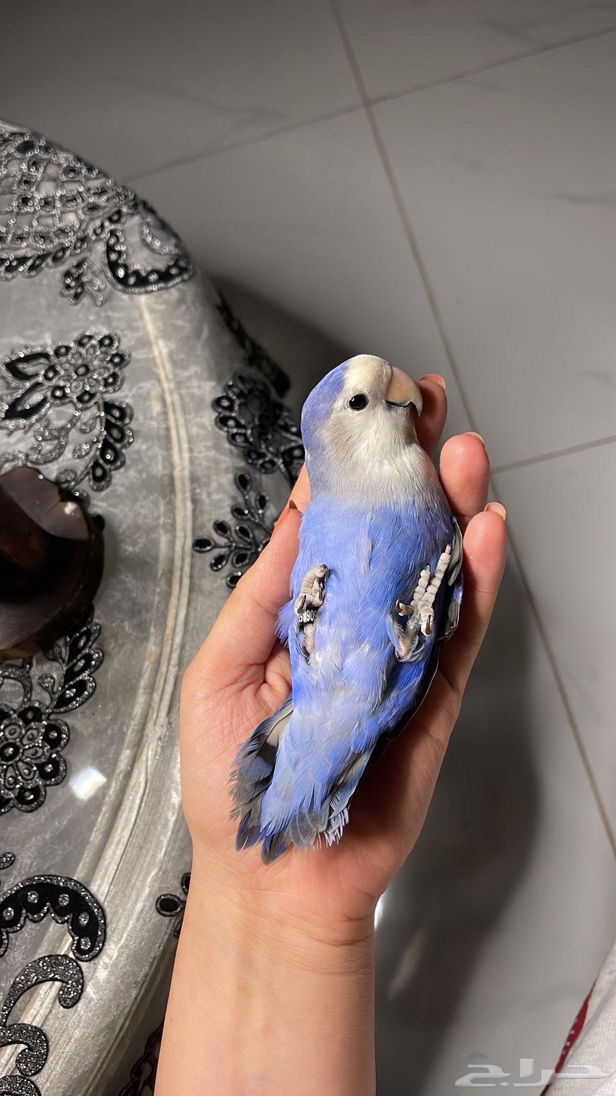 ببغاء هدد64360856002562110