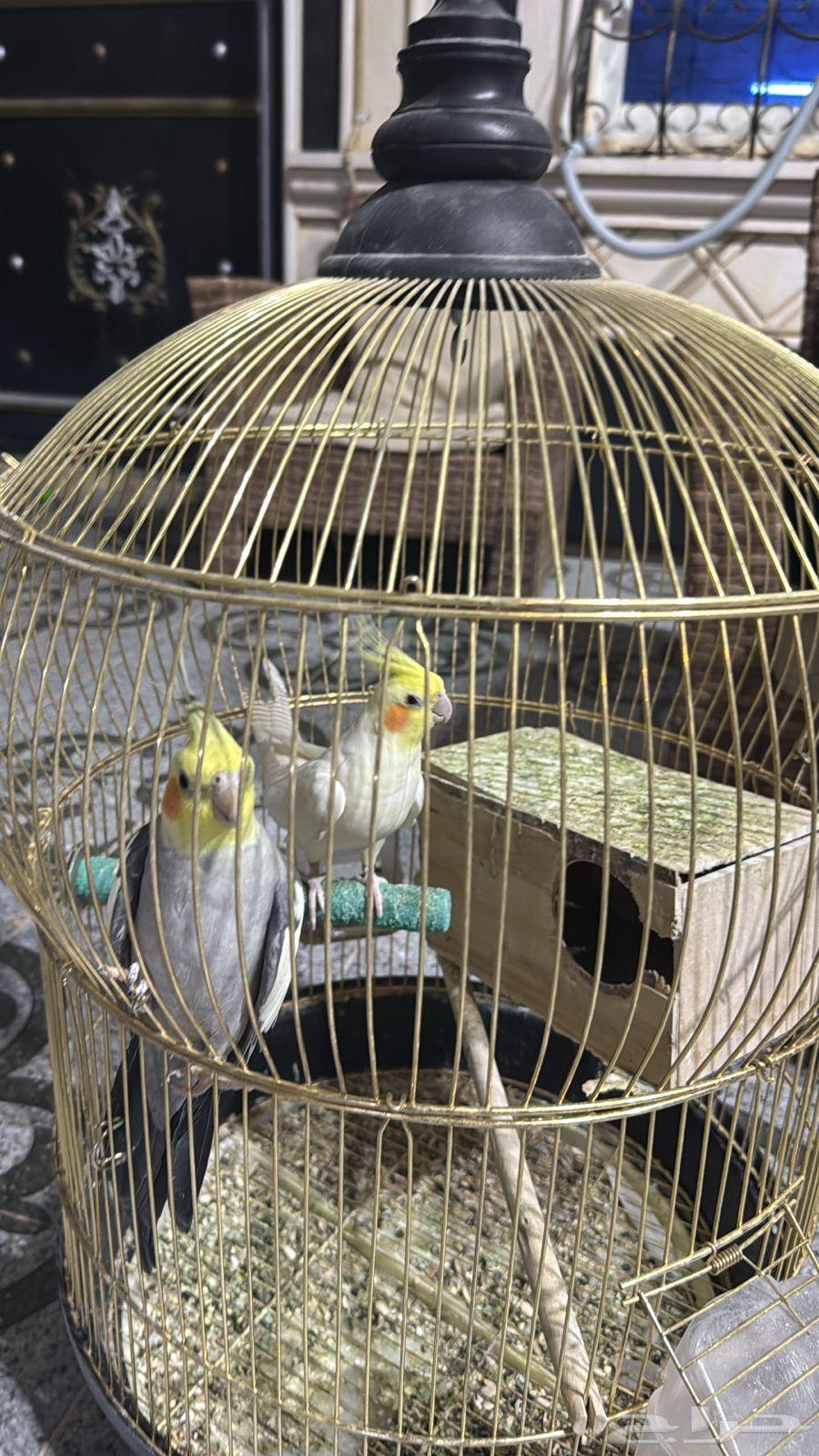 Crowan64362226436227110