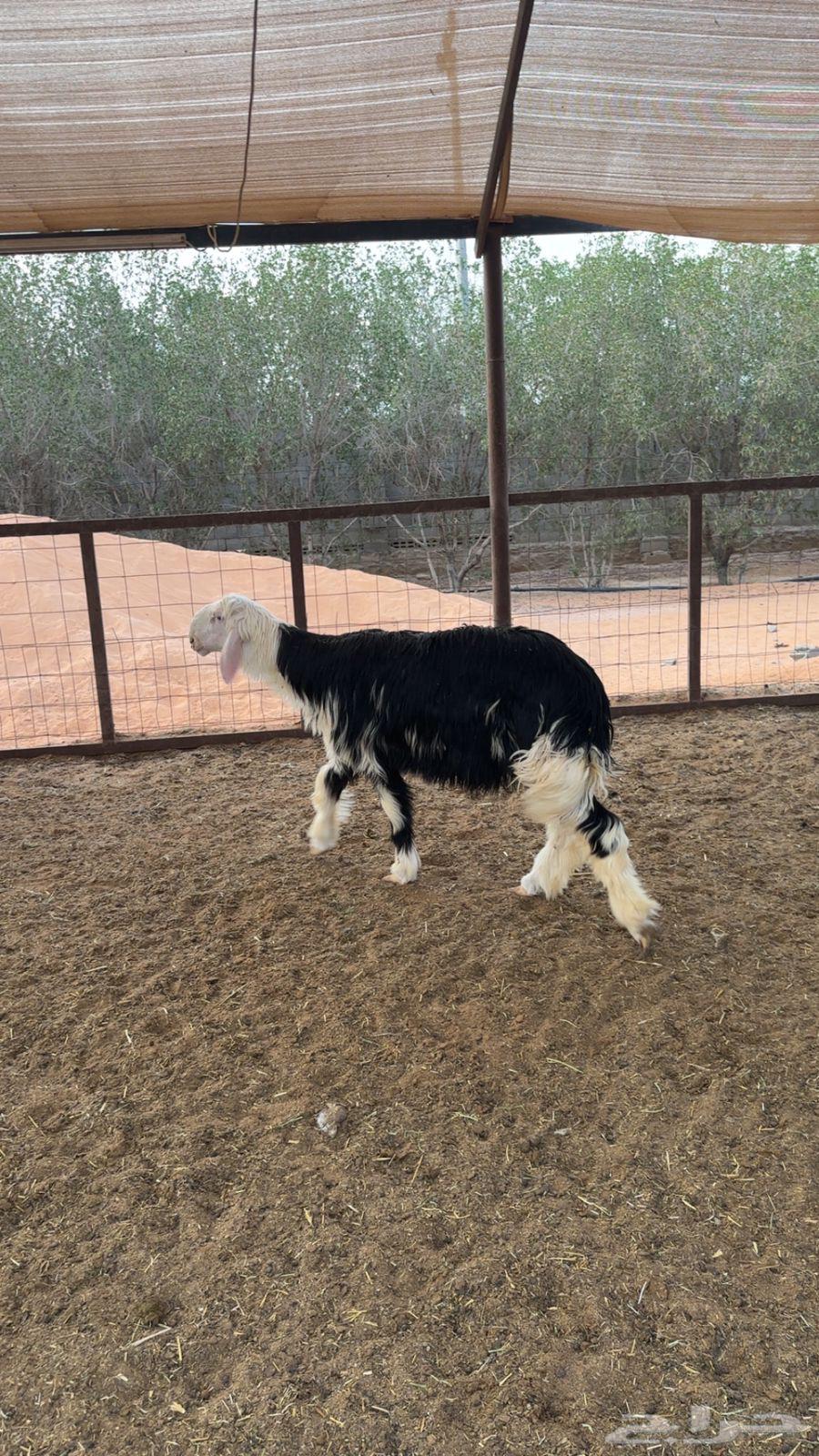 Naeem's Slaughtered Goats64357965837441111