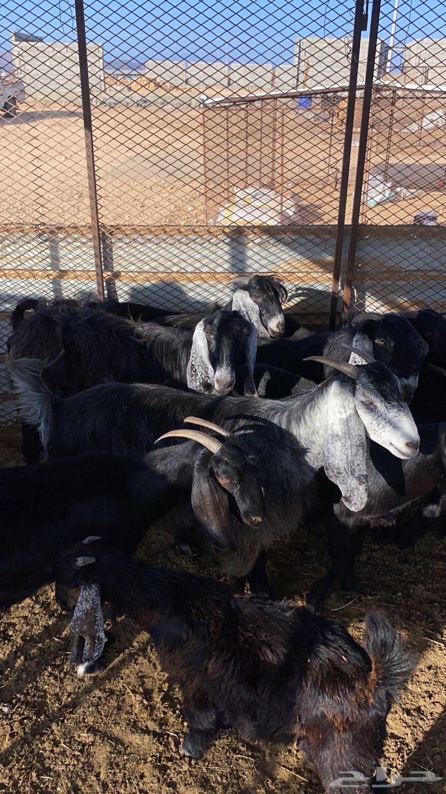 Goats64358052481026114