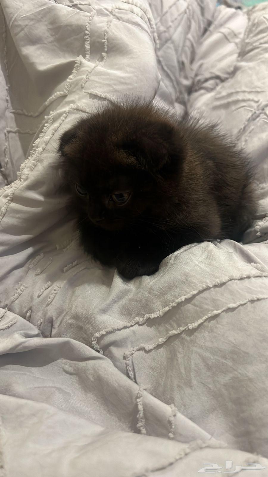 قط سكوتش فولد للبيع64362013781889114