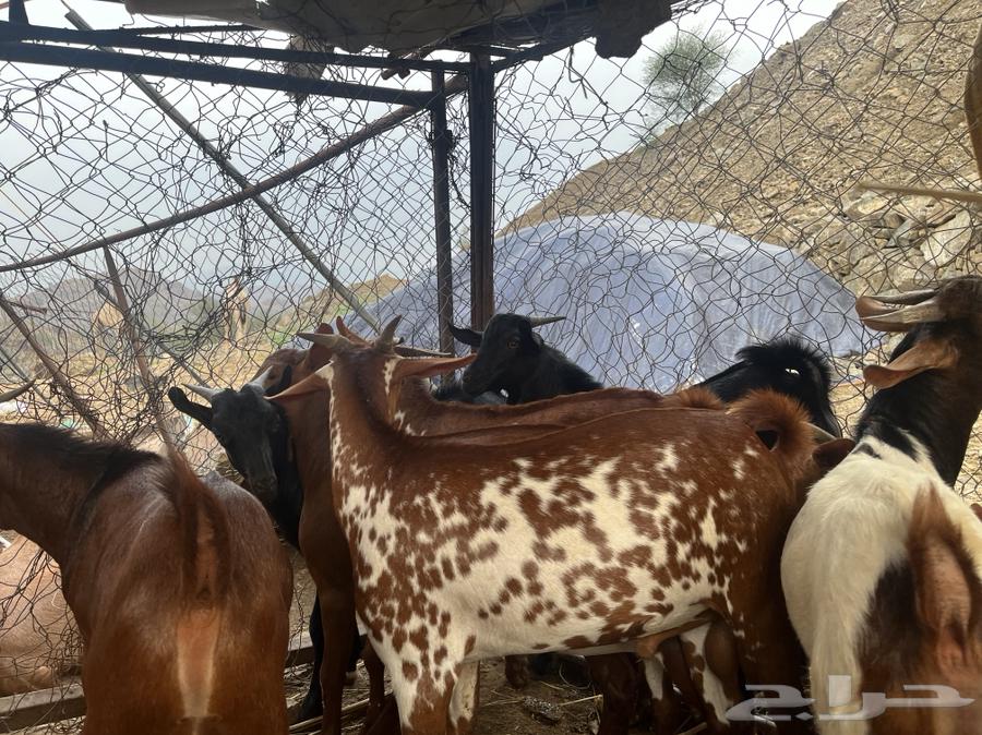 Goats64361907631489112