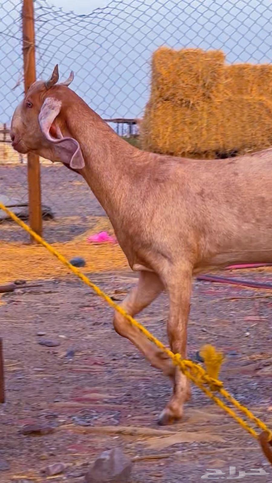 جفره هنديه بيور صنف64360083359490111