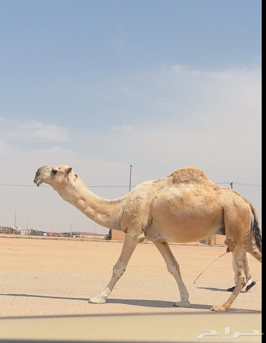 Bateeli Camel, Good64360275661698111