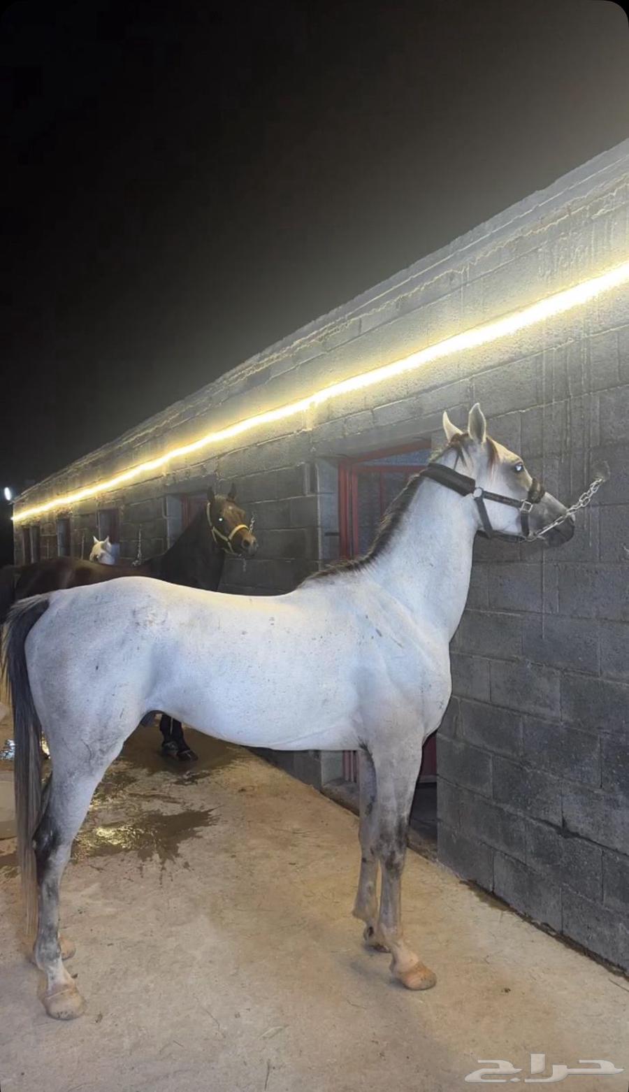 حصان شعبي للبيع64359445913859113