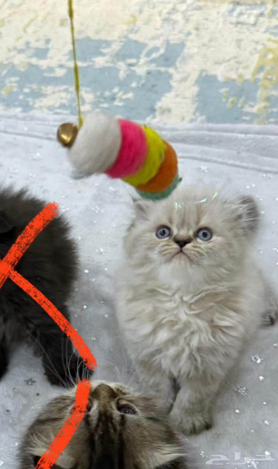 قطط قطة قطه كيتن64359749508482110