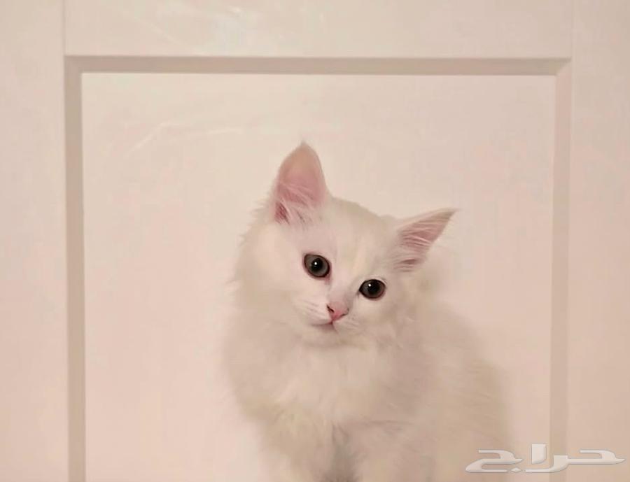 قط شيرازي كتن صغير جميل64353765726338114