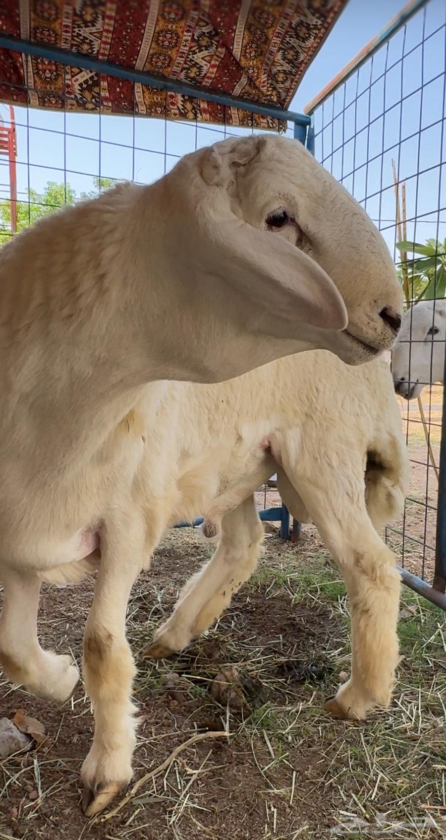 طلي حري صنف الصنف ابرص شعره ملكية تم البيعع64352320881794113