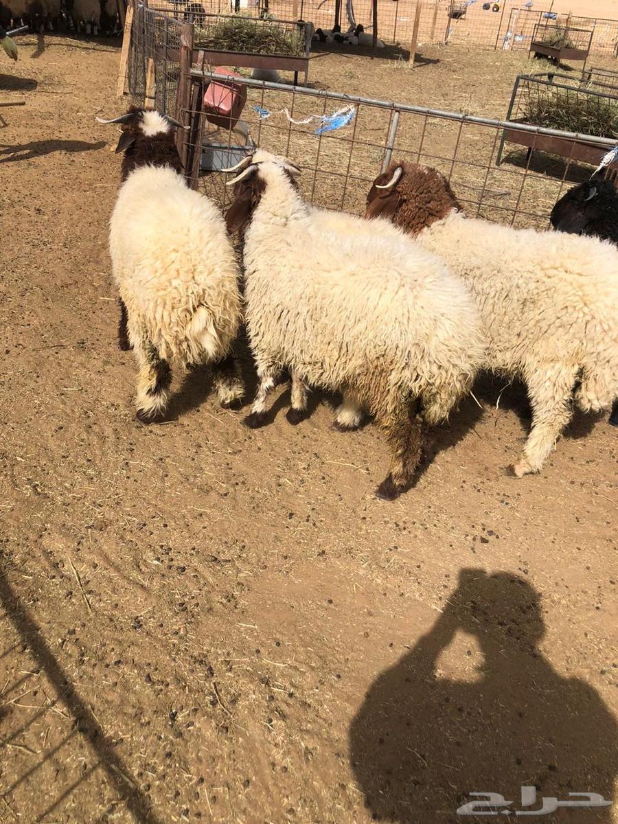 للبيع ذبايح نعيم بلدي64352898318593113