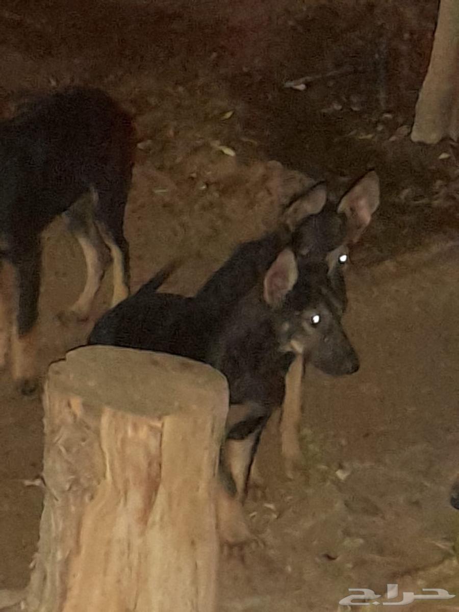 السلام عليكم اليوم متوفر لدينا جراؤه جيرمن64360449280001111