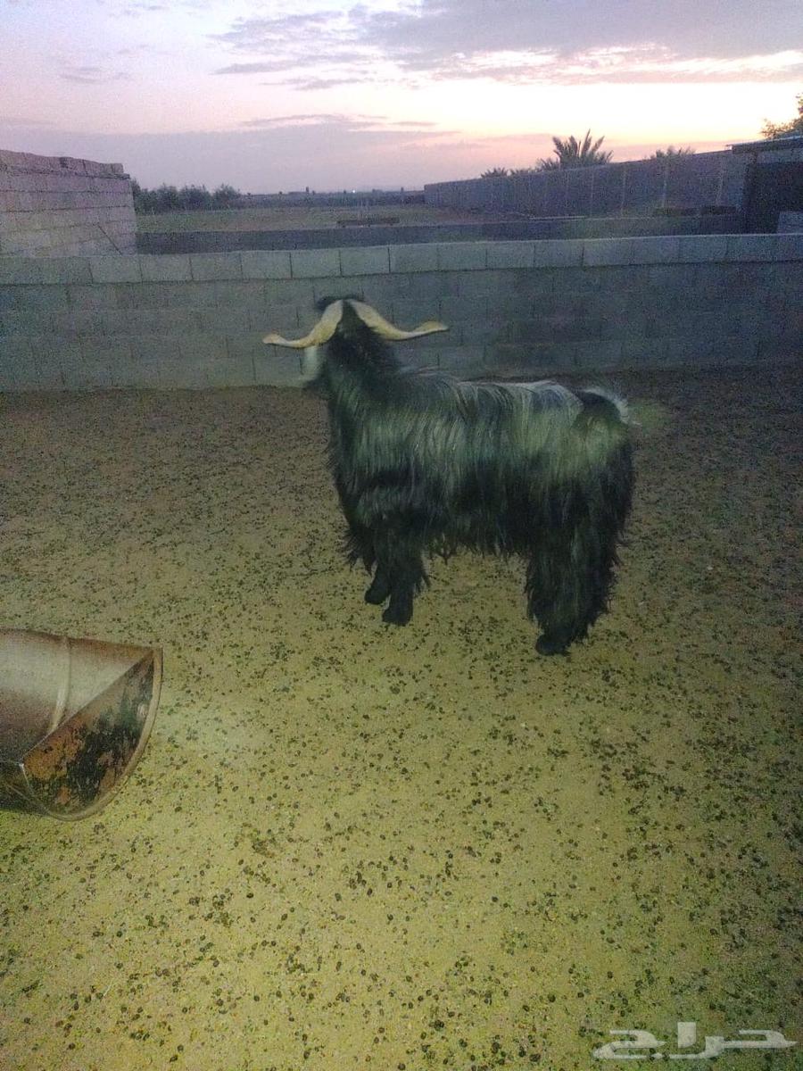 معزا مضاريع العدد 25 مع فحلهن64358957823235114