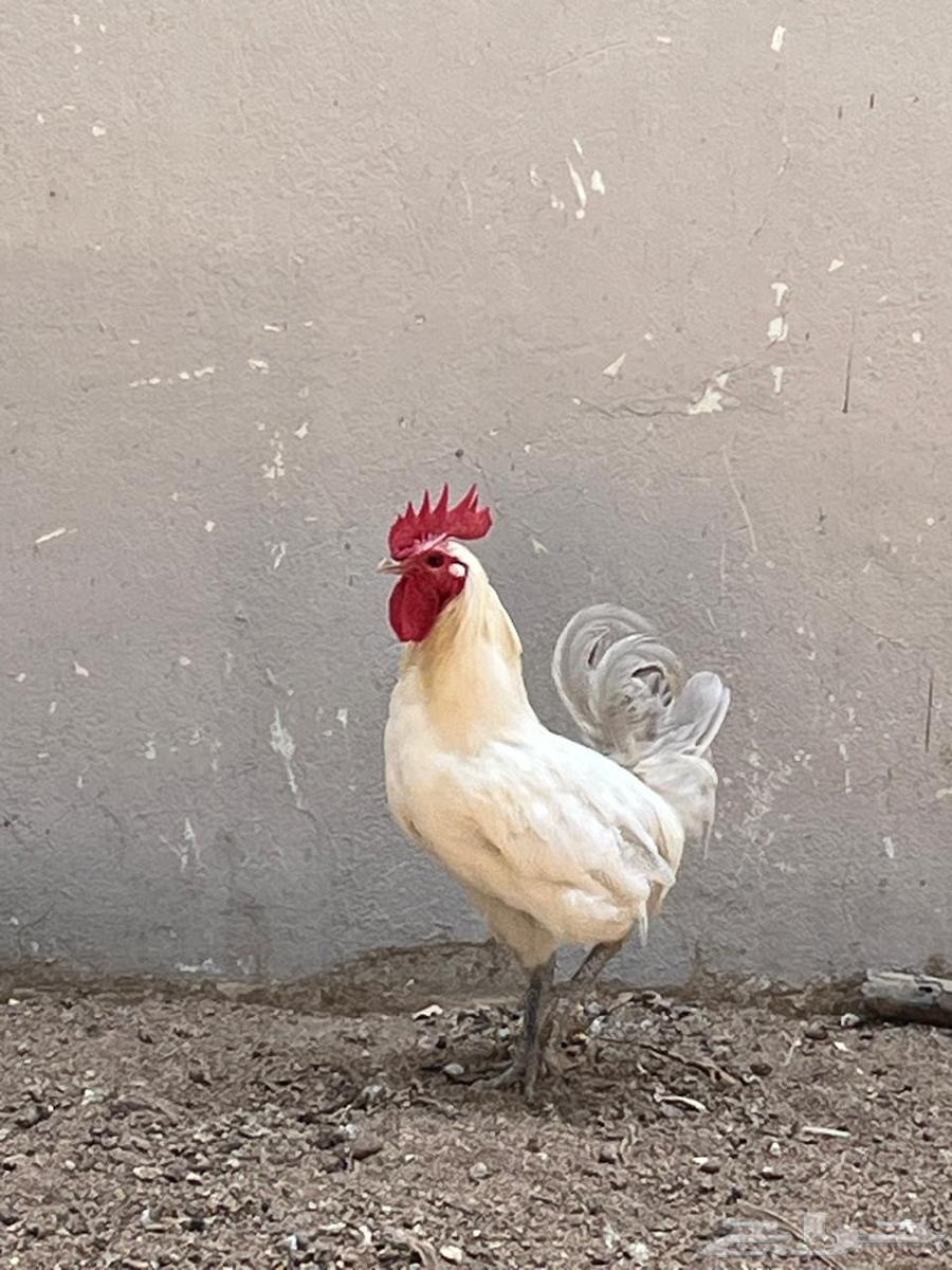 ديك فيومي الامنيوم64354179240963110